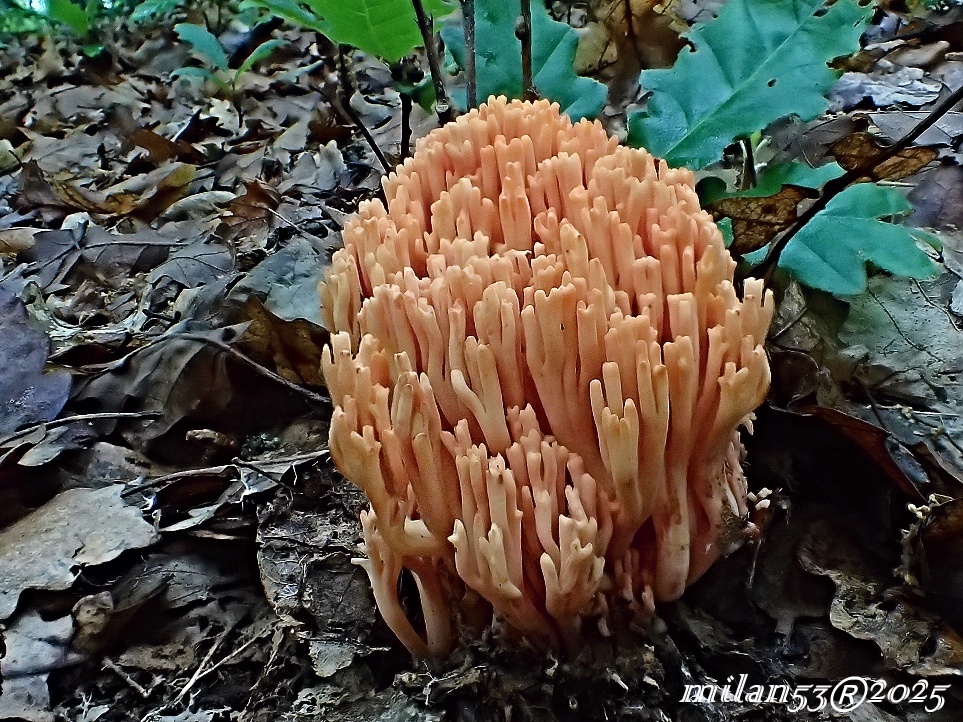 Strapačka lososovoružová